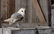 Barn owl (Tyto alba)